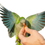 Parrot food